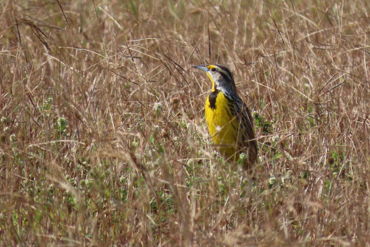 Eastern Meadowlark - ML620012829