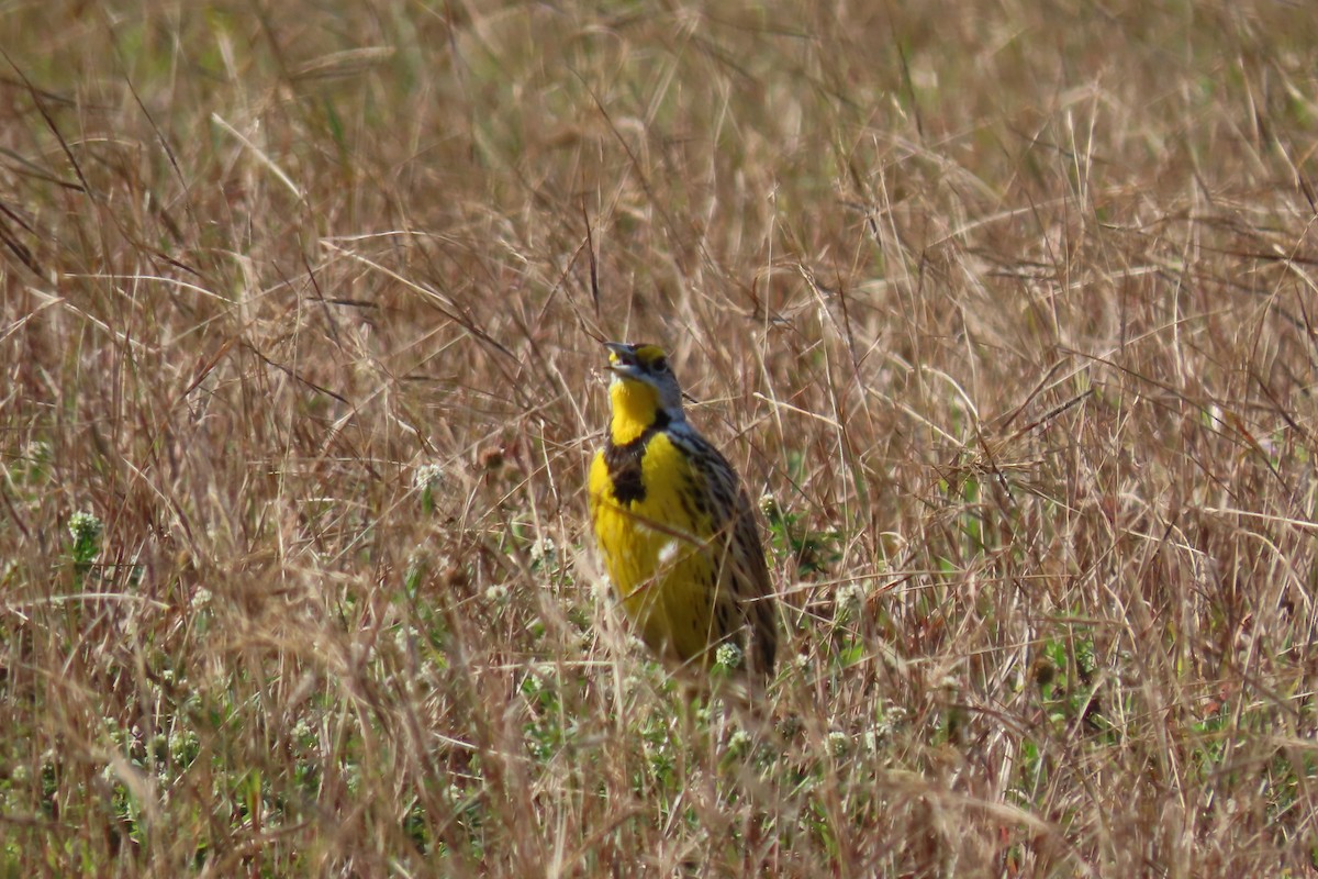 Eastern Meadowlark - ML620012830