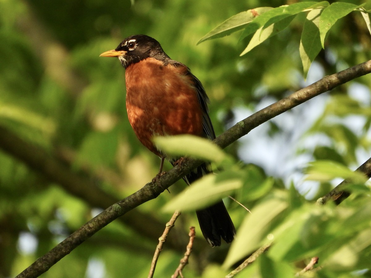 American Robin - ML620012862