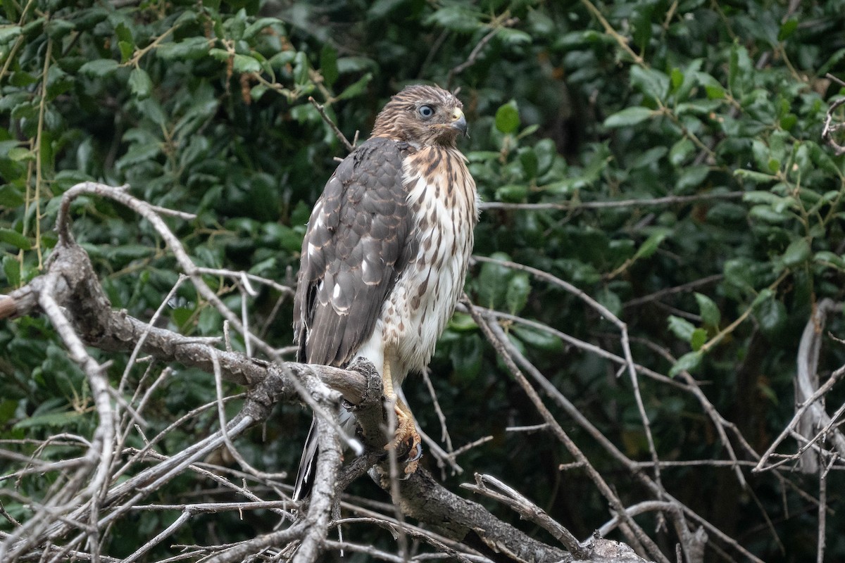 Red-shouldered Hawk - ML620012875