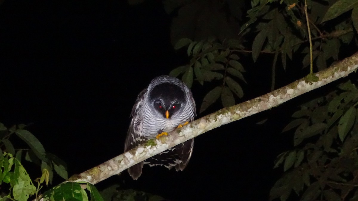 Black-and-white Owl - ML620012891