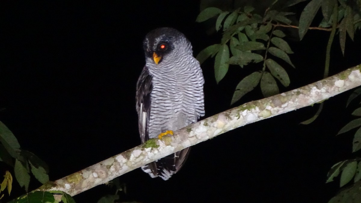 Black-and-white Owl - ML620012892