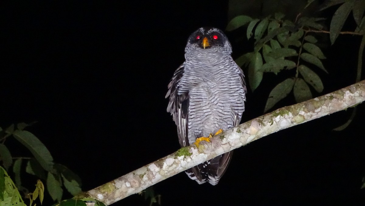 Black-and-white Owl - ML620012893
