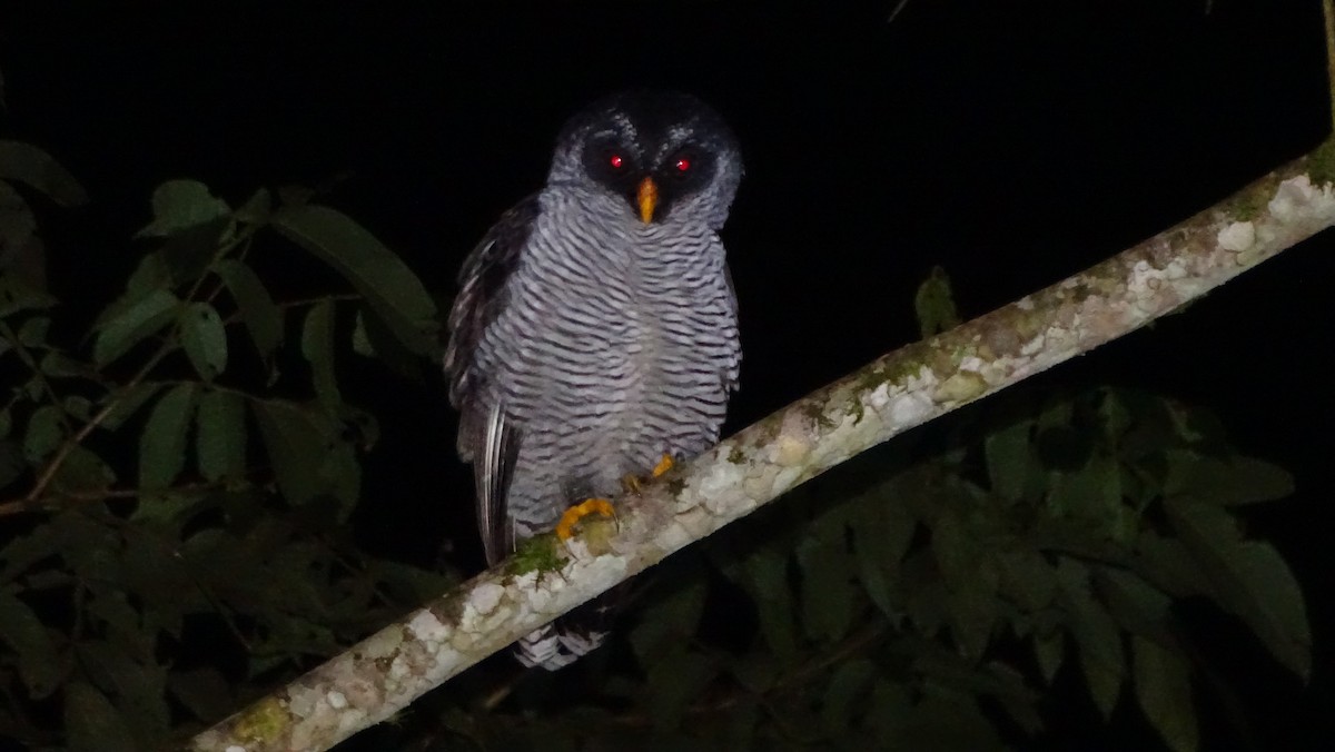 Black-and-white Owl - ML620012894