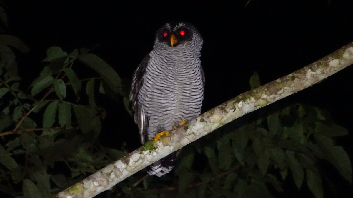 Black-and-white Owl - ML620012896