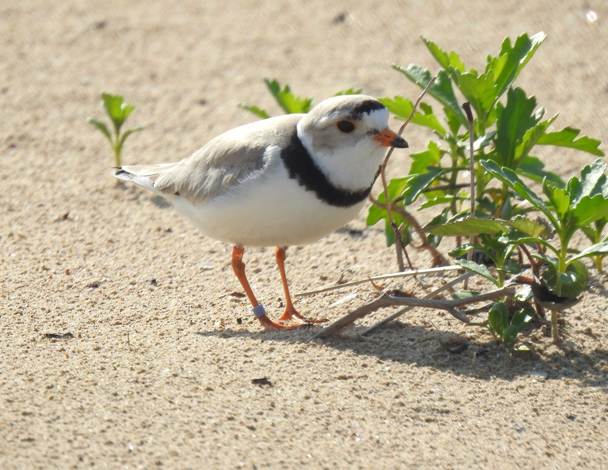 Piping Plover - ML620012899