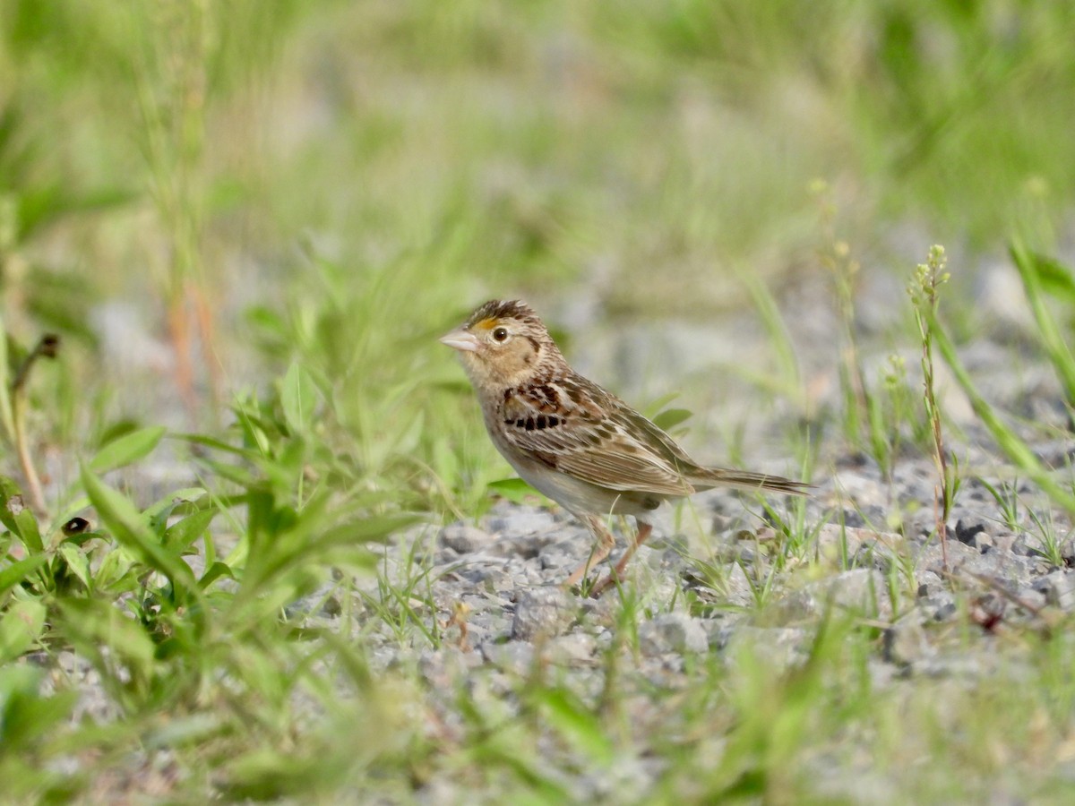 Grasshopper Sparrow - ML620012900