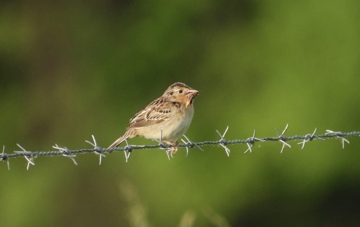 Grasshopper Sparrow - ML620012901
