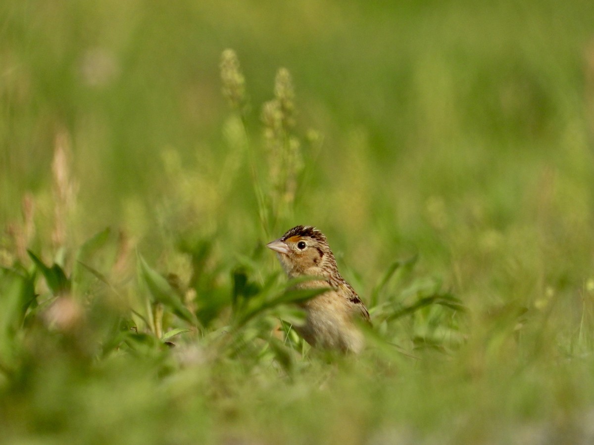 Grasshopper Sparrow - ML620012902