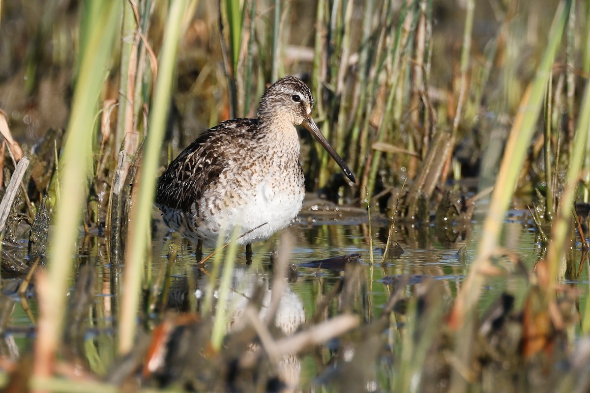 kortnebbekkasinsnipe - ML620012913