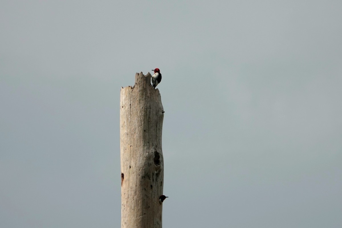 Red-headed Woodpecker - ML620012916