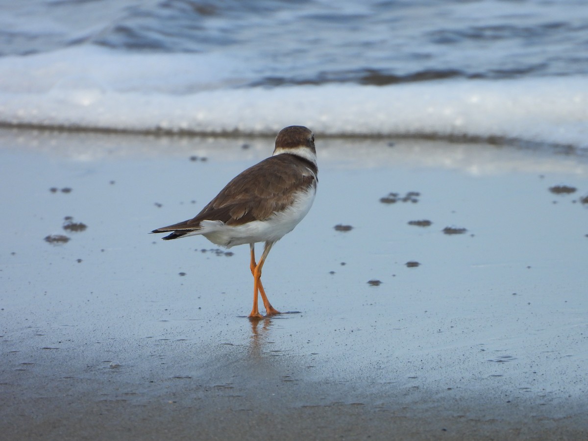 Semipalmated Plover - ML620012917