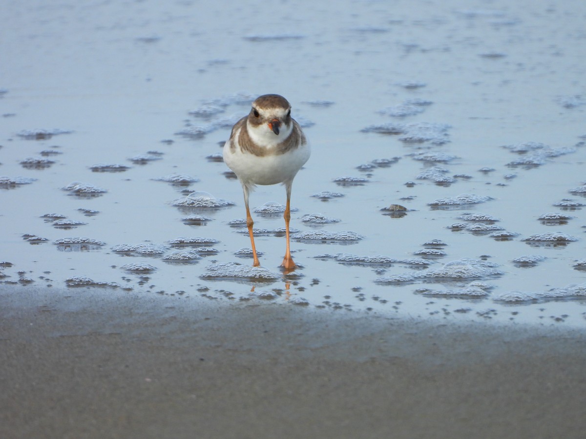 Semipalmated Plover - ML620012918