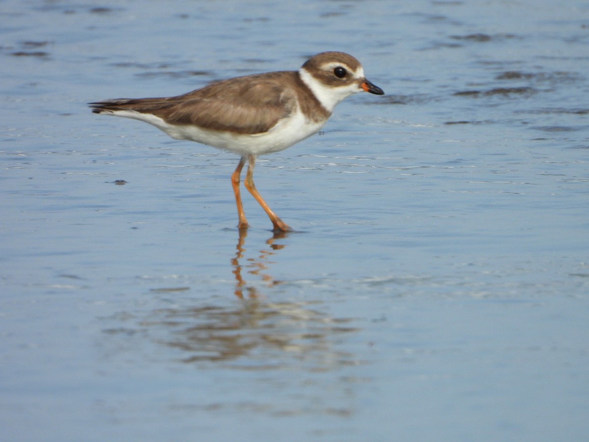 Semipalmated Plover - ML620012919