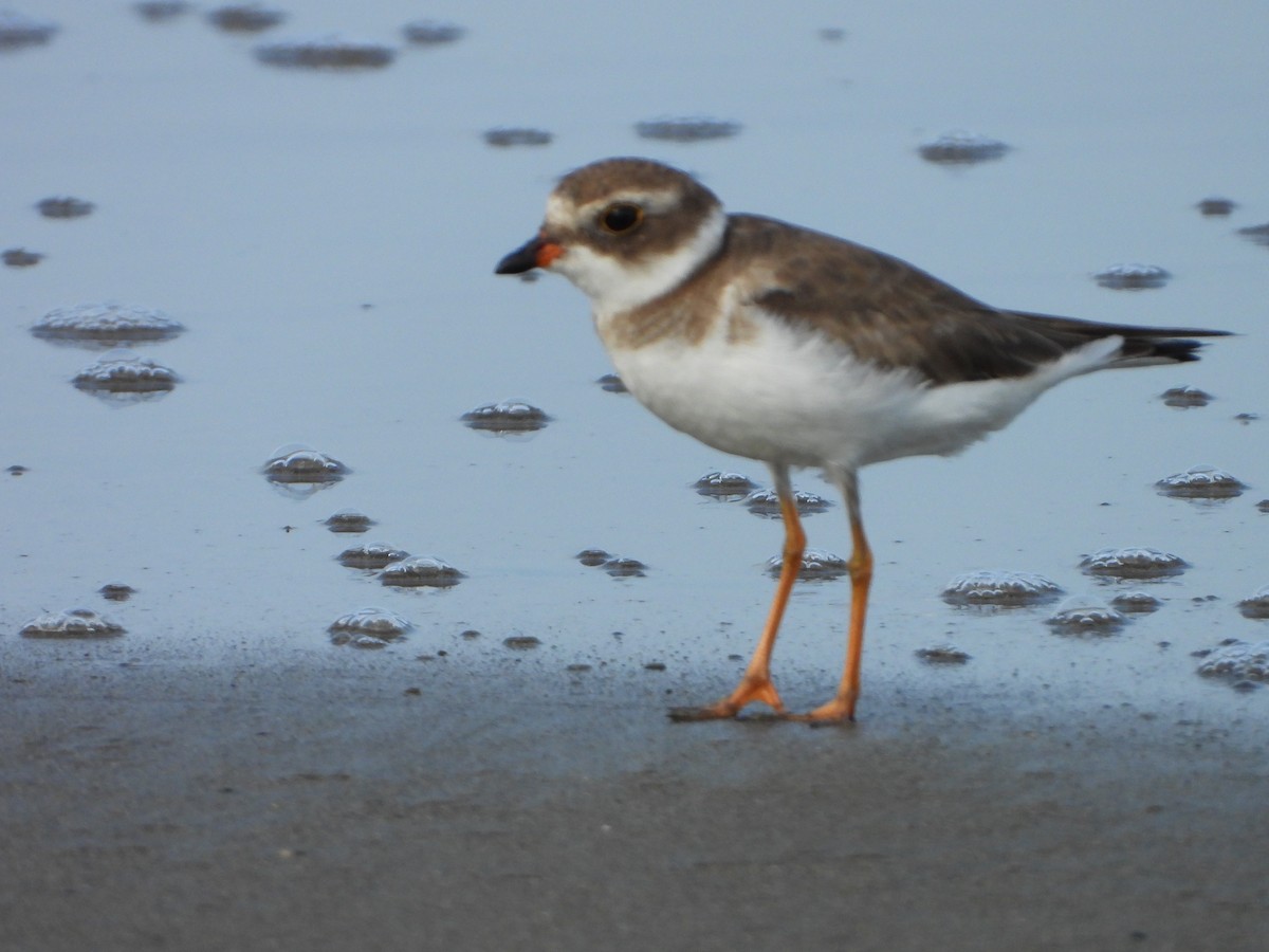 Semipalmated Plover - ML620012920