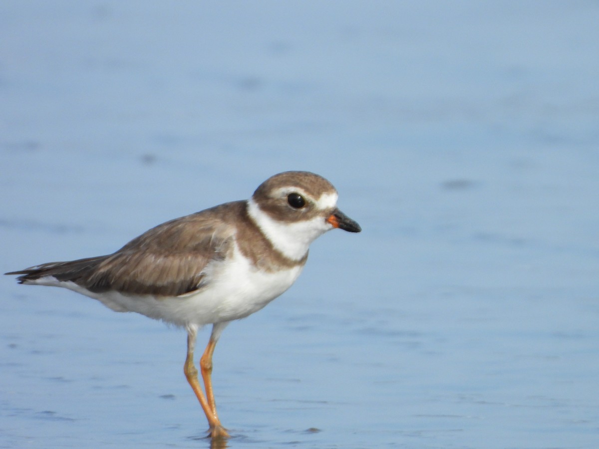 Semipalmated Plover - ML620012921
