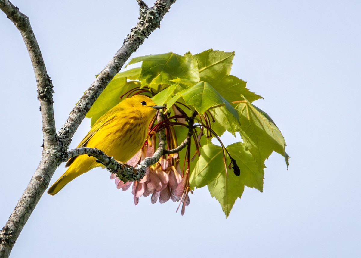 Yellow Warbler - Edward  Muennich