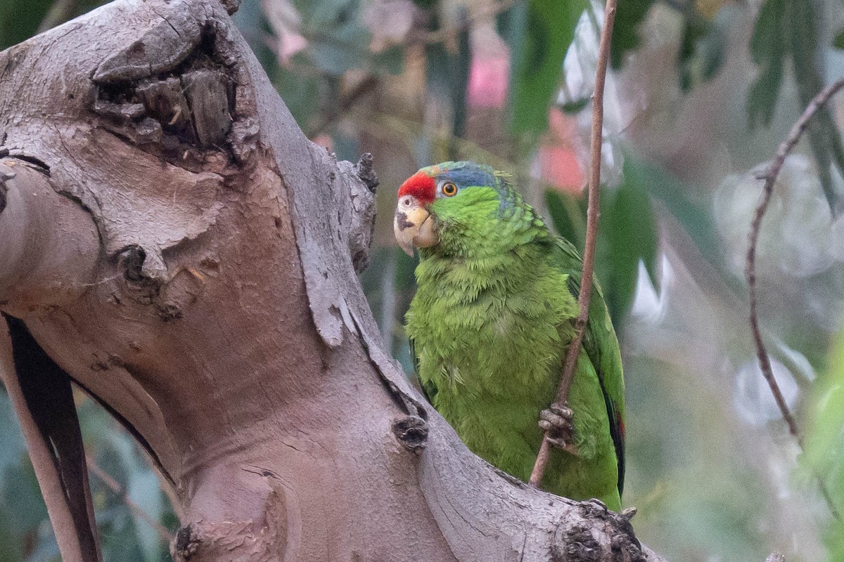 メキシコアカボウシインコ - ML620012949