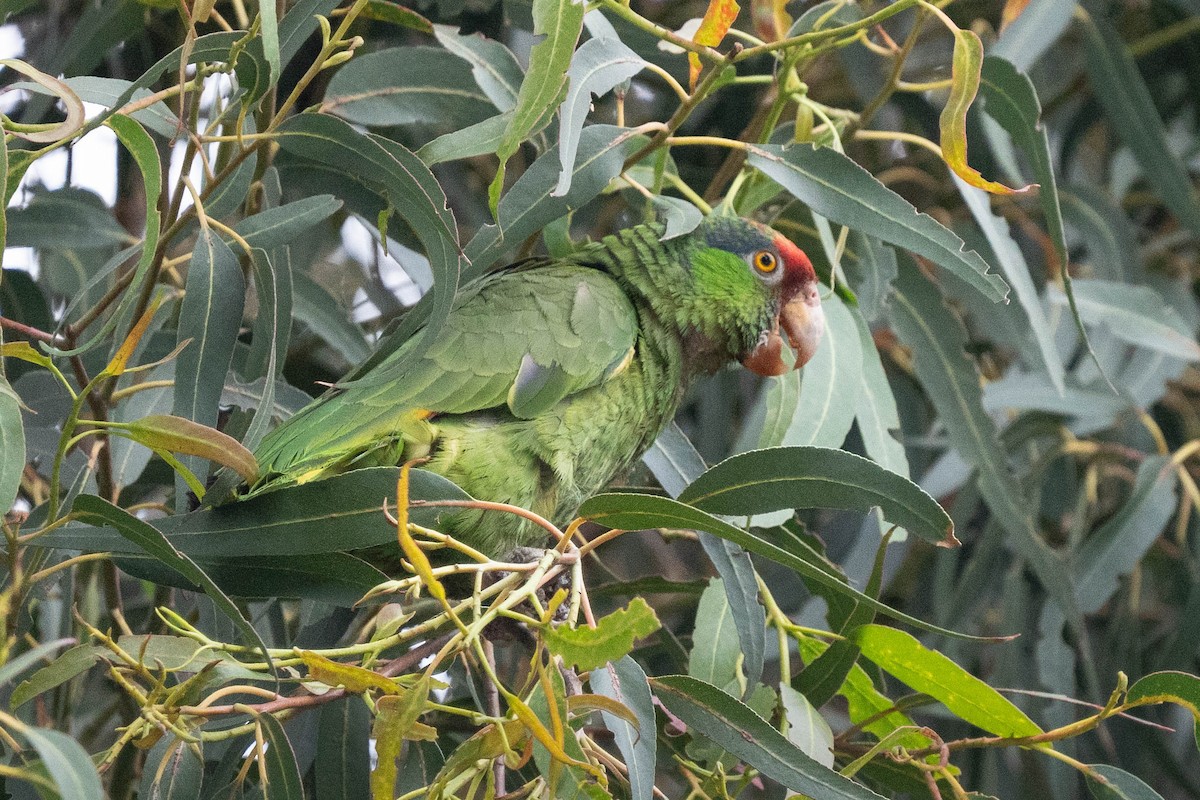 メキシコアカボウシインコ - ML620012950