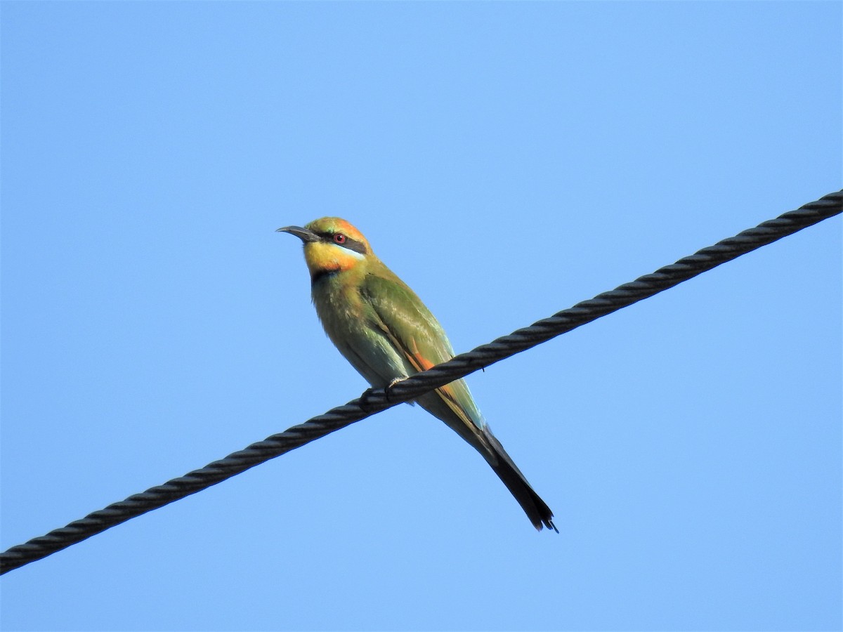 Rainbow Bee-eater - ML620012952
