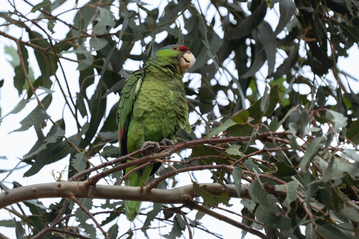 Lilac-crowned Parrot - ML620012955