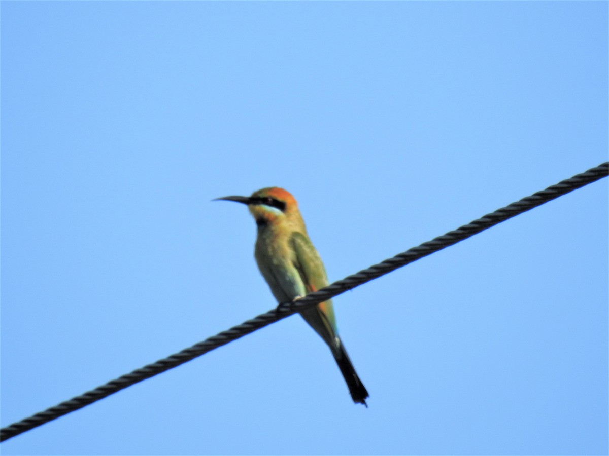 Rainbow Bee-eater - ML620012958