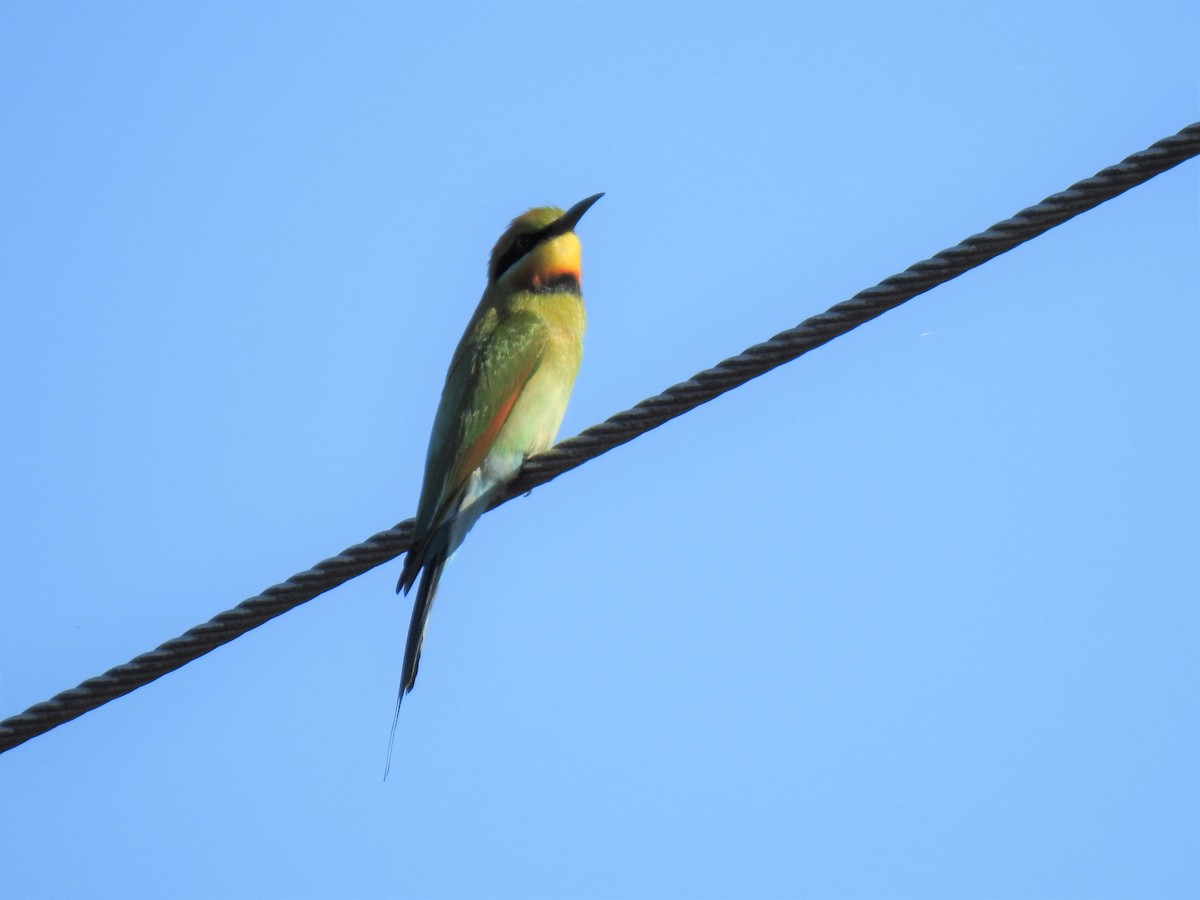 Rainbow Bee-eater - ML620012959