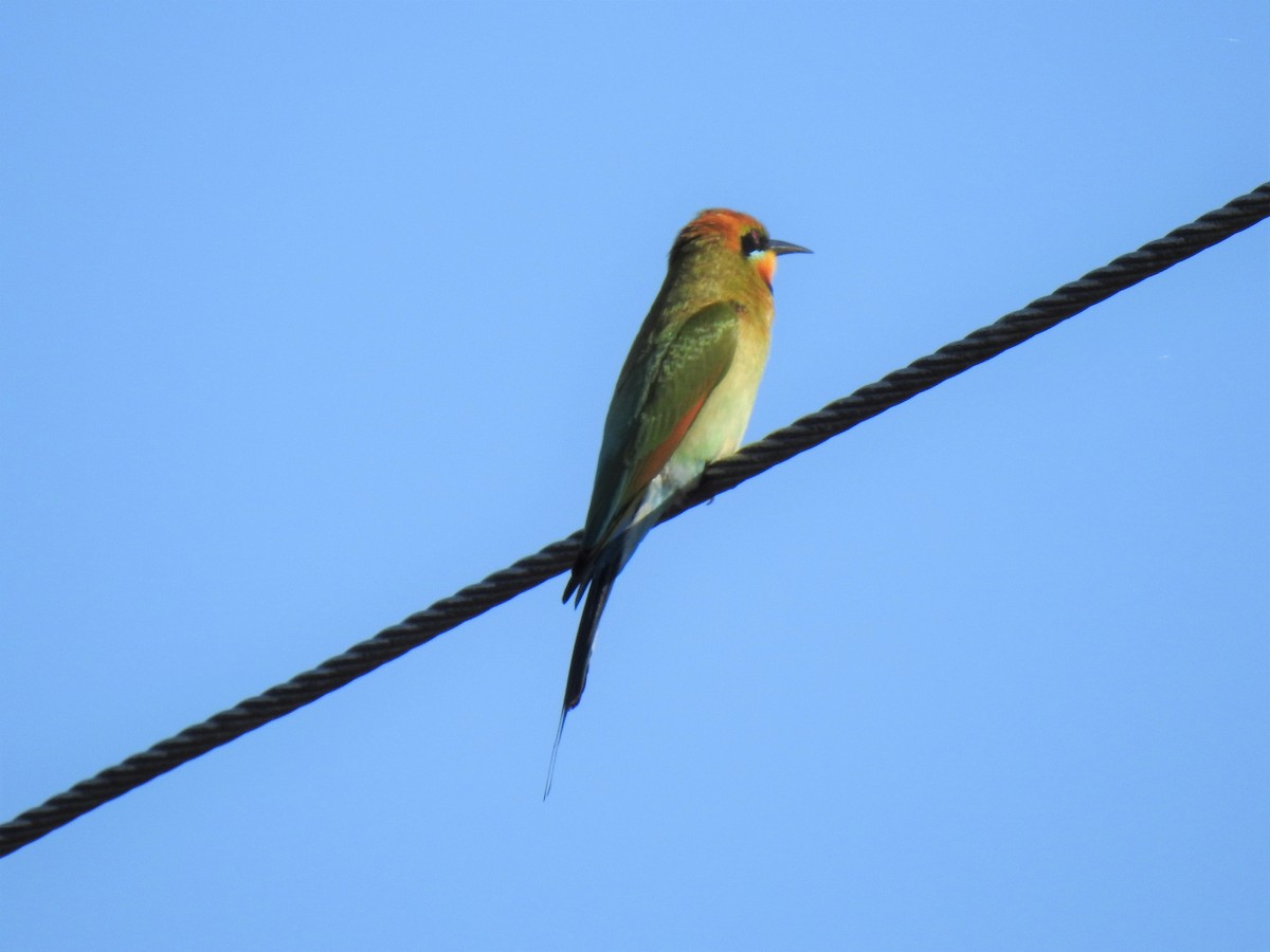 Rainbow Bee-eater - ML620012961