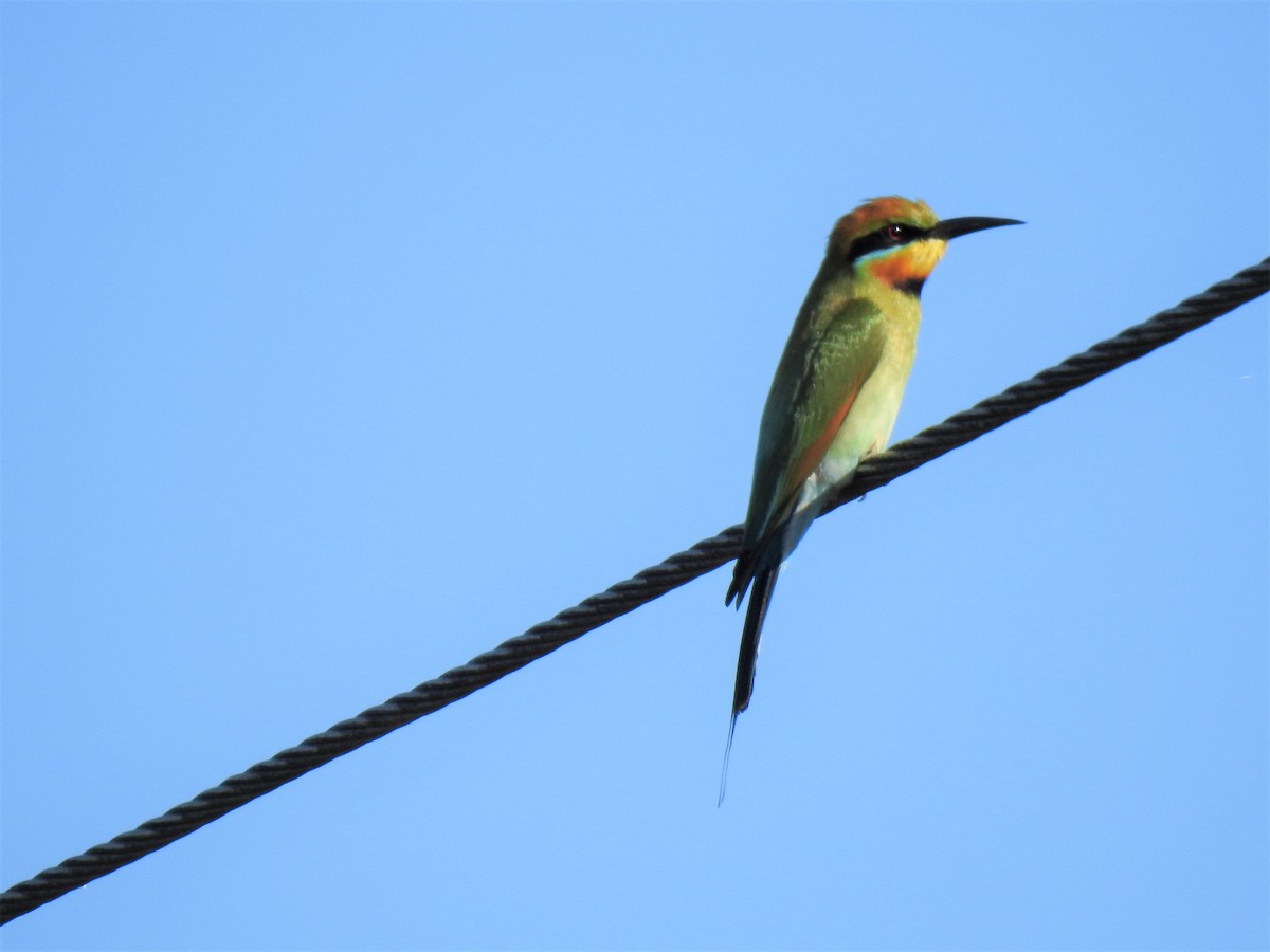 Rainbow Bee-eater - ML620012962