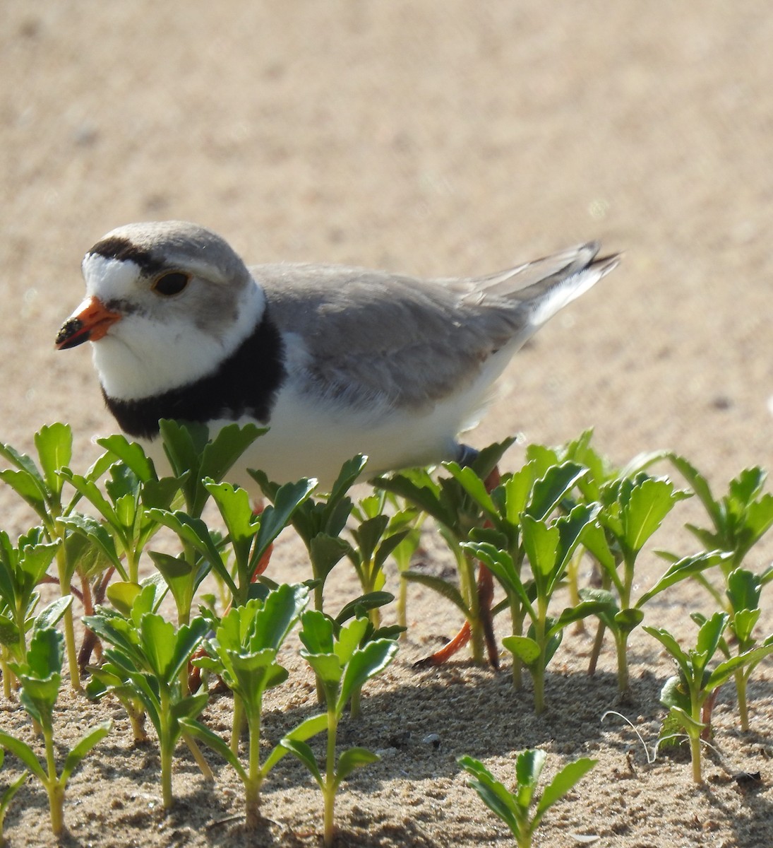 Piping Plover - ML620012973