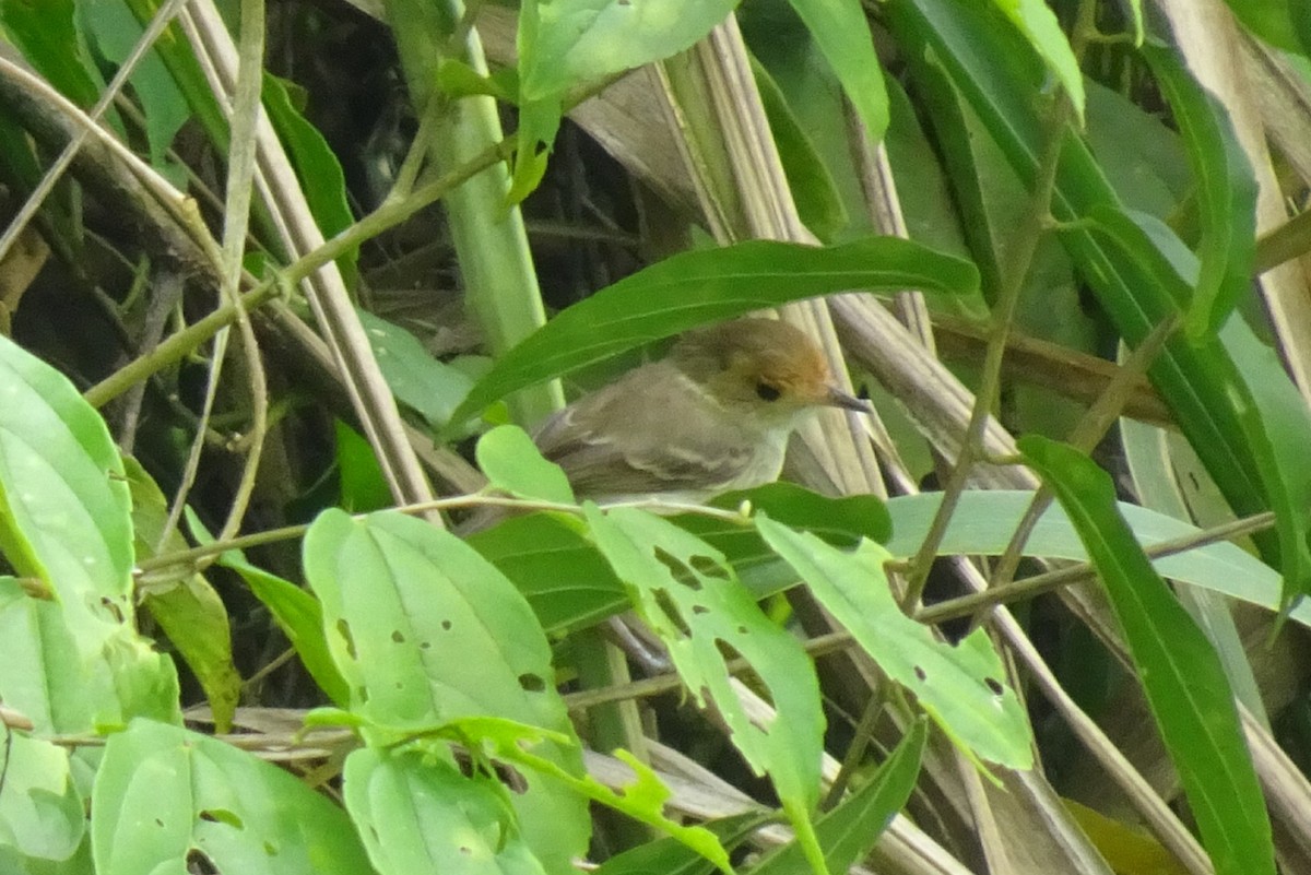 Fulvous-faced Scrub-Tyrant - ML620012999