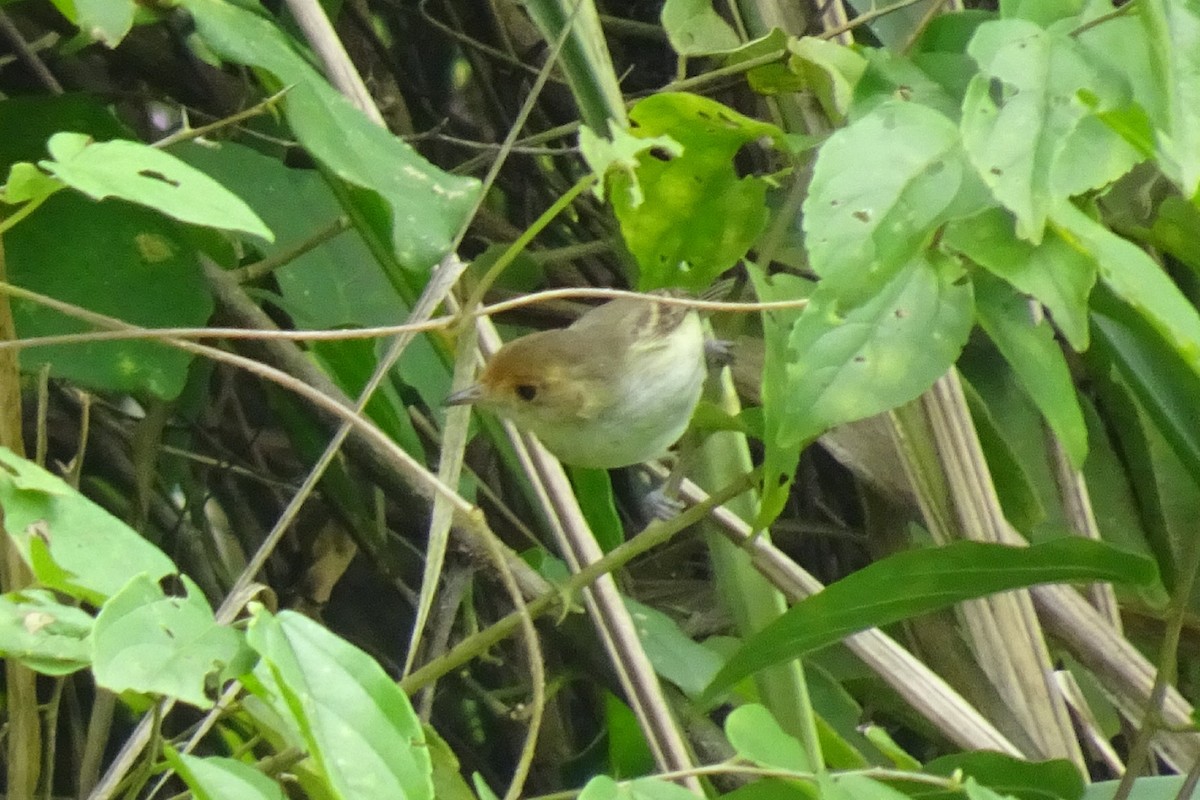 Fulvous-faced Scrub-Tyrant - ML620013004