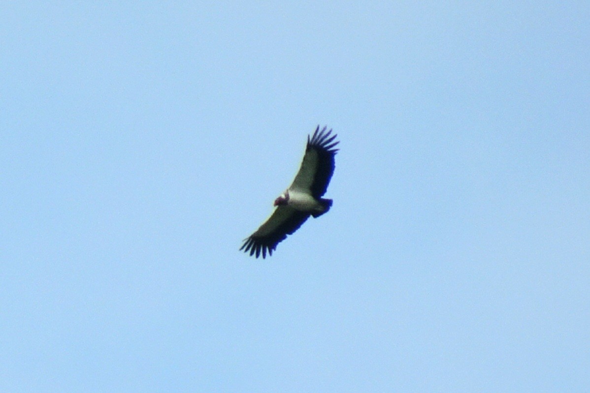 King Vulture - ML620013018