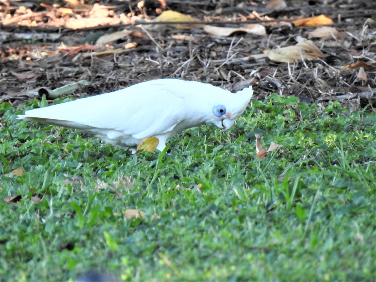 kakadu ostrozobý - ML620013020