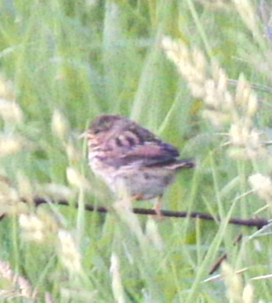 Swamp Sparrow - ML620013031