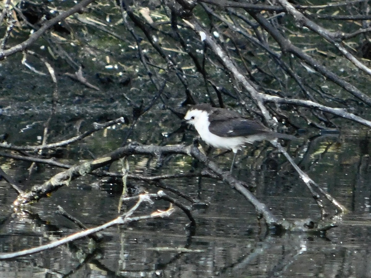 Black-backed Water-Tyrant - ML620013039