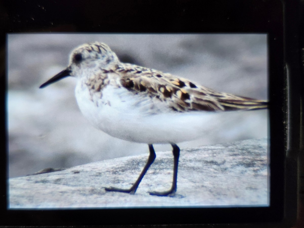 Bécasseau sanderling - ML620013046