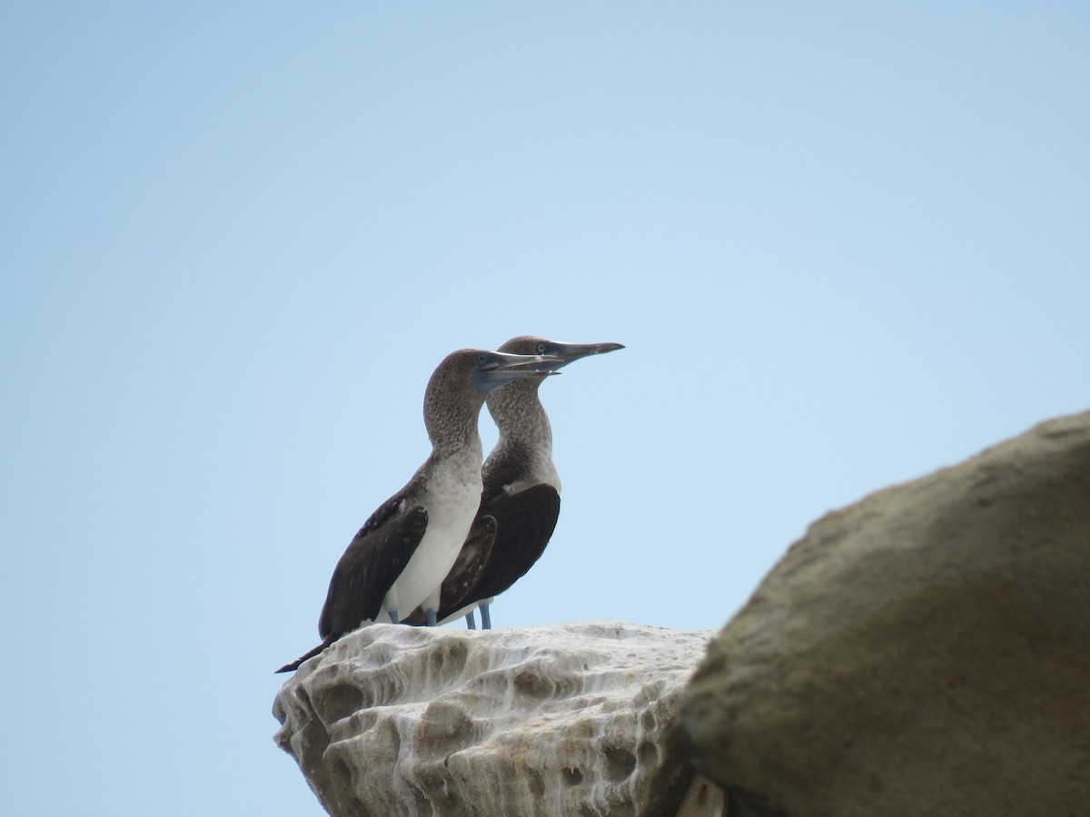Blue-footed Booby - ML620013047