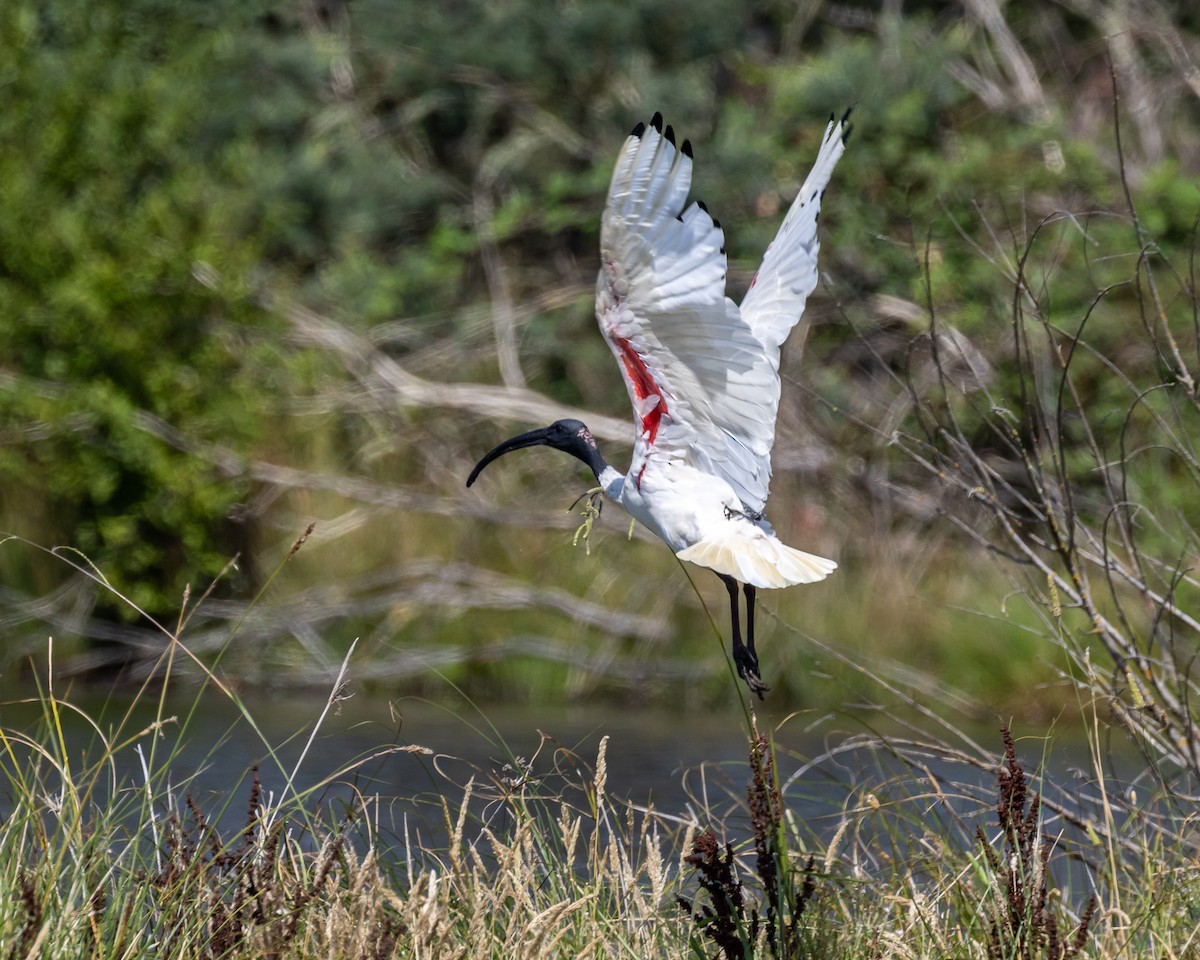 ibis australský - ML620013056