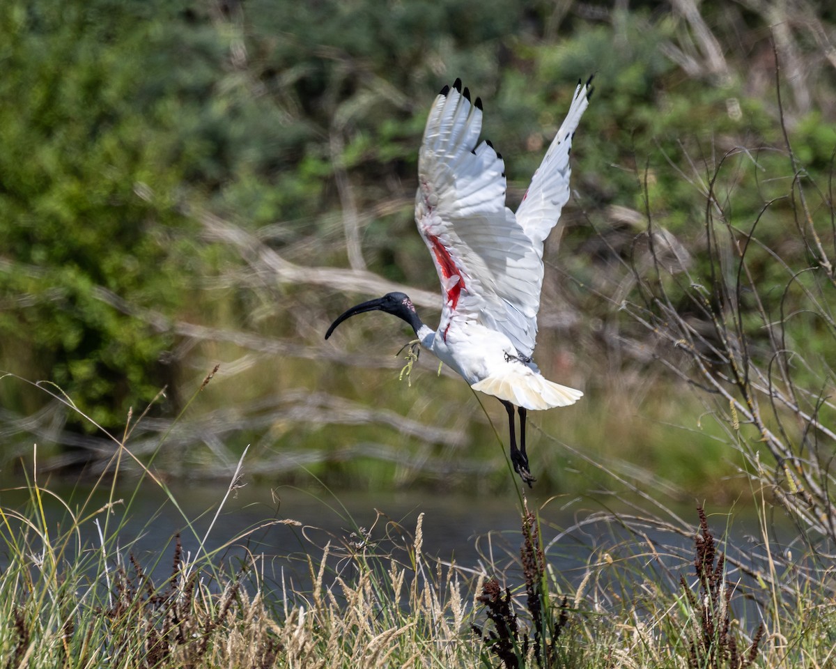 Ibis à cou noir - ML620013056