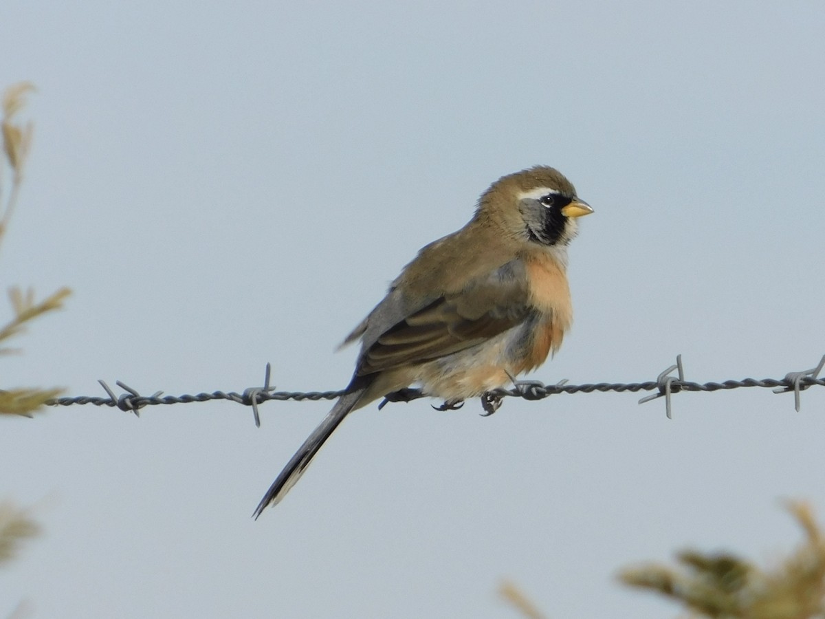 Many-colored Chaco Finch - ML620013058