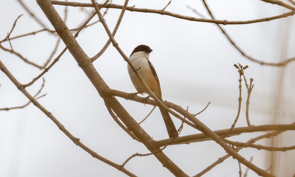 Long-tailed Shrike - ML620013069