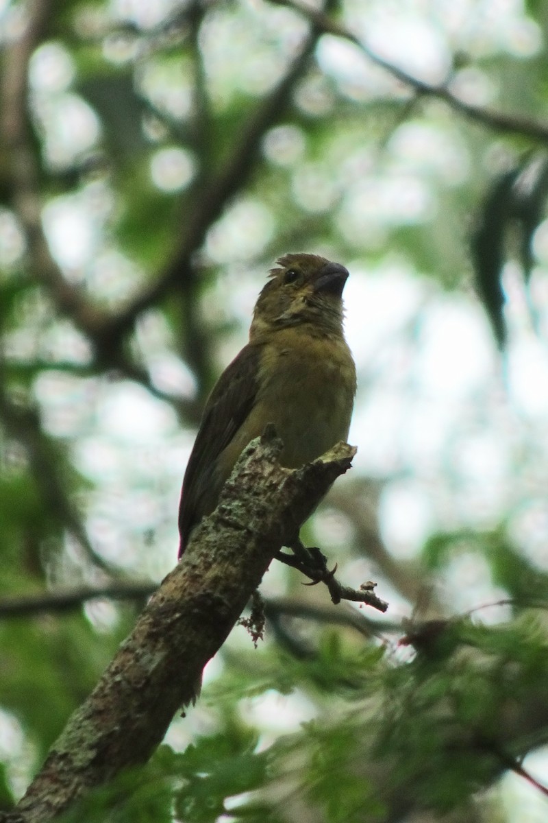 Variable Seedeater - ML620013072