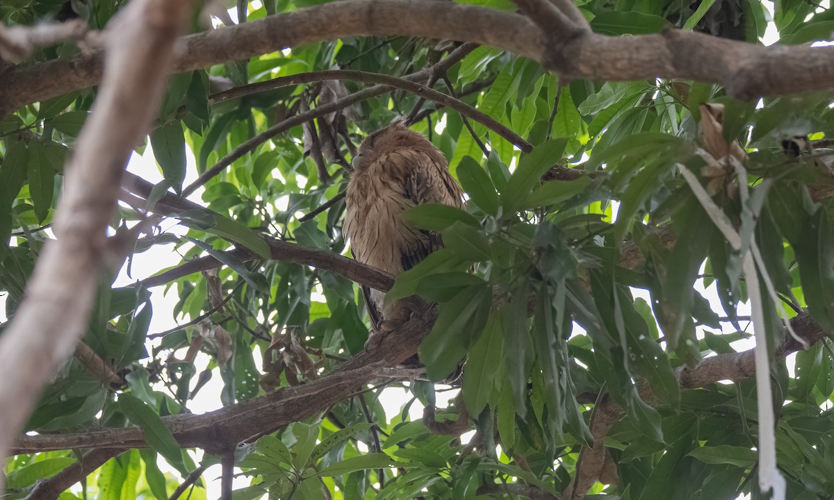 Philippine Eagle-Owl - ML620013074