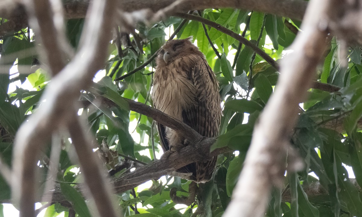 Philippine Eagle-Owl - ML620013075