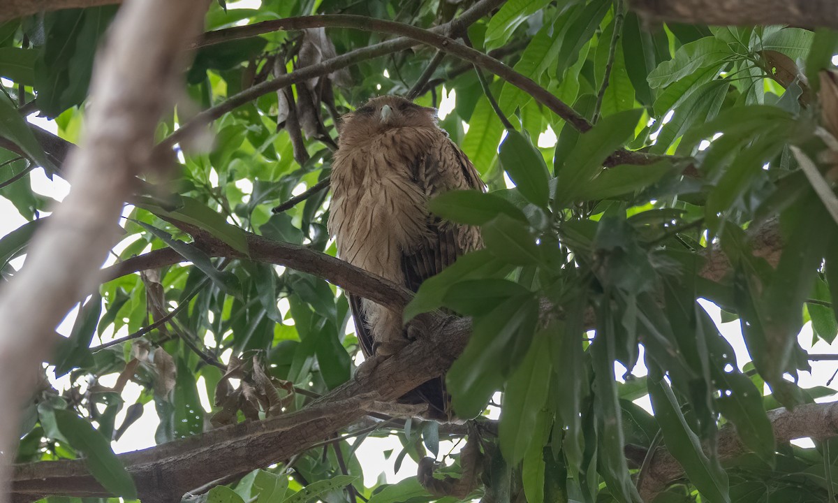 Philippine Eagle-Owl - ML620013076