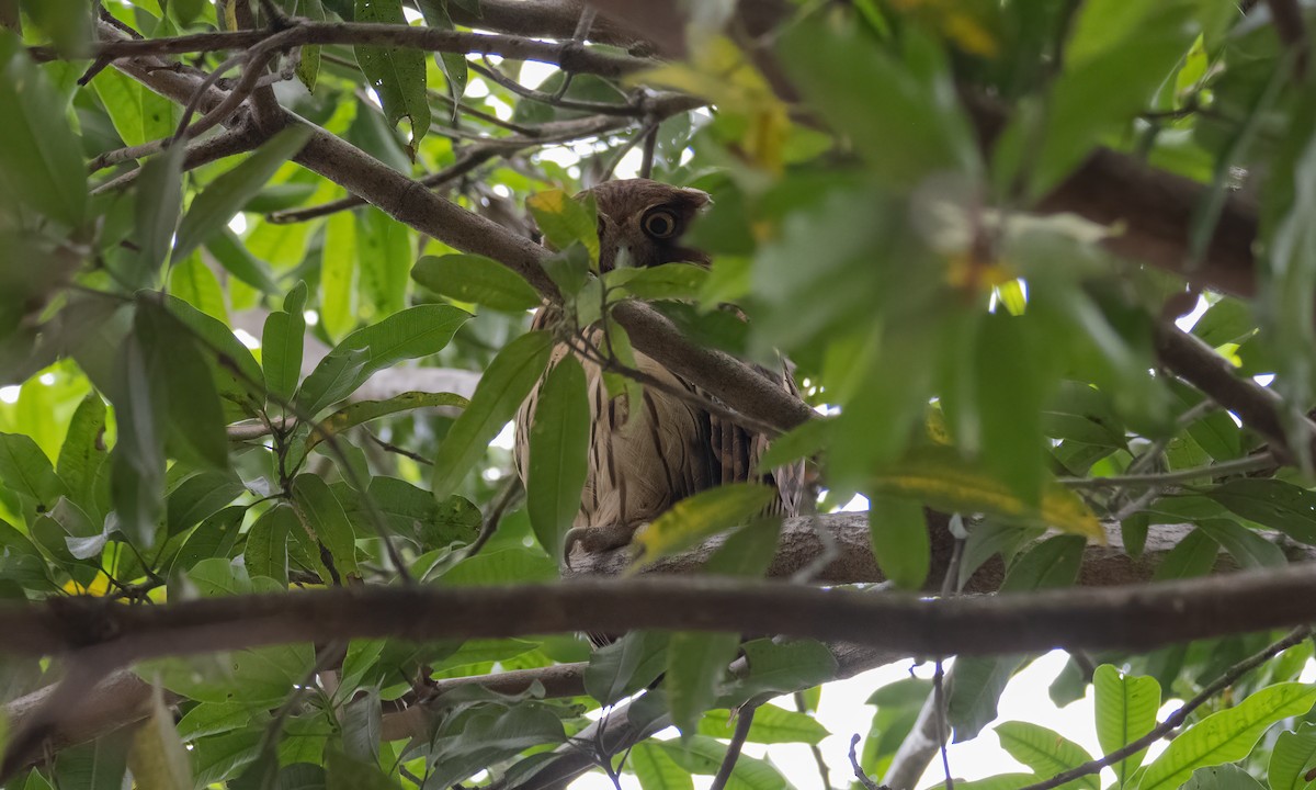 Philippine Eagle-Owl - ML620013077