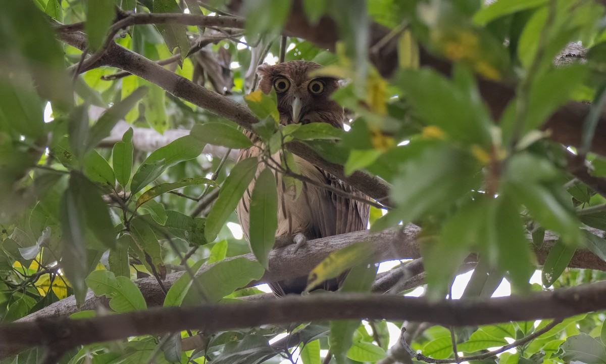 Philippine Eagle-Owl - ML620013079