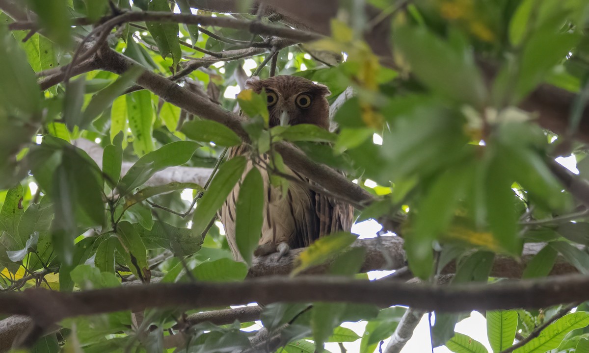 Philippine Eagle-Owl - ML620013080