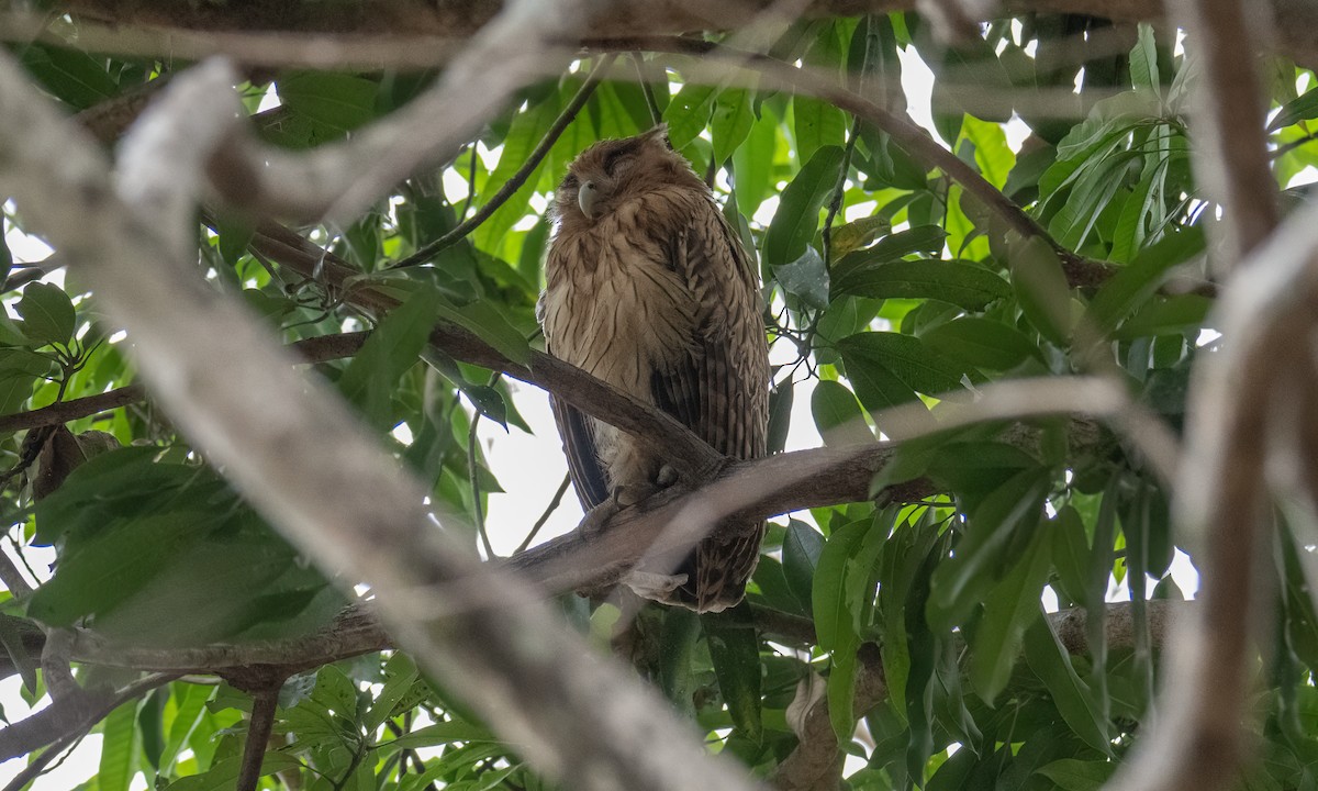 Philippine Eagle-Owl - ML620013081